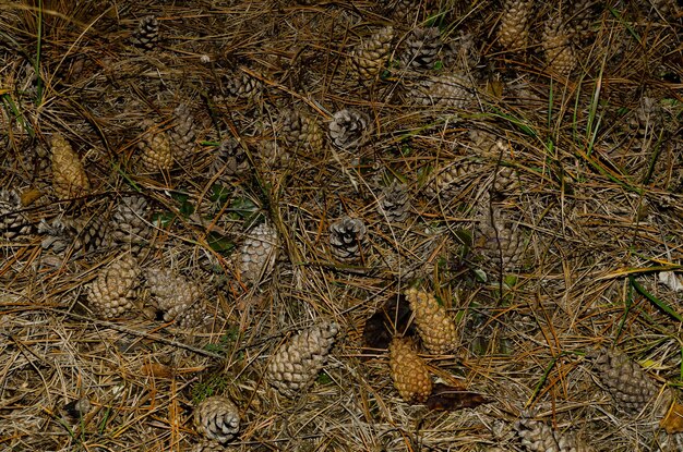 Many pine cones on the ground