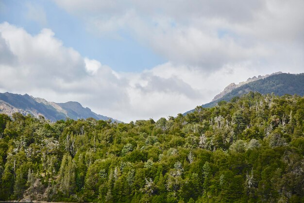 Many pine trees in front of a mountain summit, peak or summit\
in argentine patagonia. mountain of the andean cordillera.\
vegetation in front and sky with many clouds.