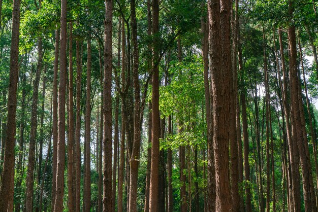 Molti alberi di pino nel parco. ordinato ordinatamente