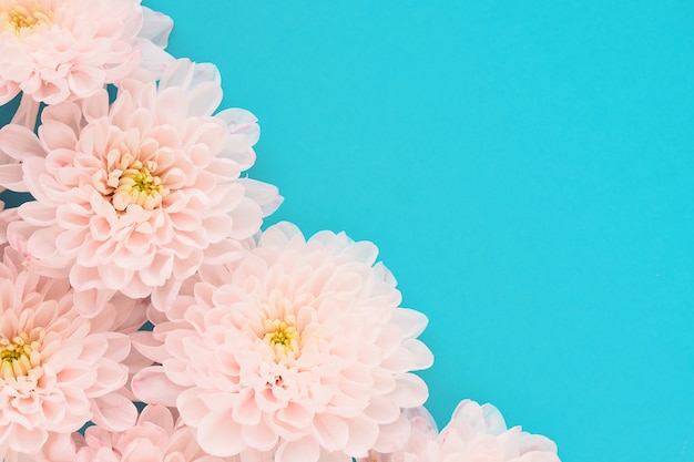 Many pink chrysanthemum flowers with a yellow center on a blue background.