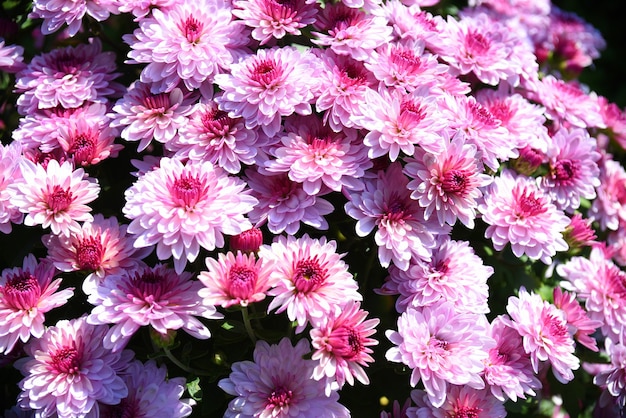 Many pink chrysanthemums under sunlight in an autumn day