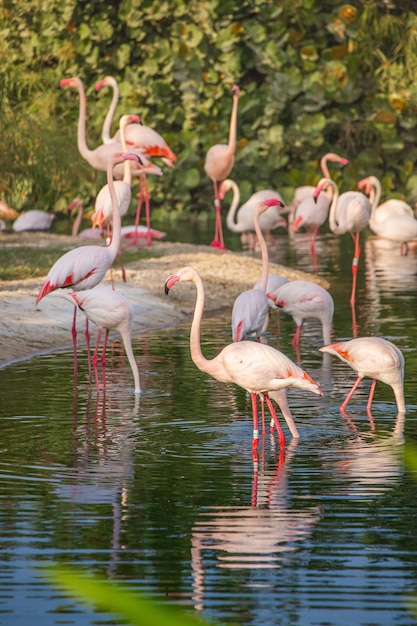 many pink flamingos feed on crustaceans in a lake in a zoo or nature park Amazing birds live in the hot countries of Africa and the Arabian Peninsula