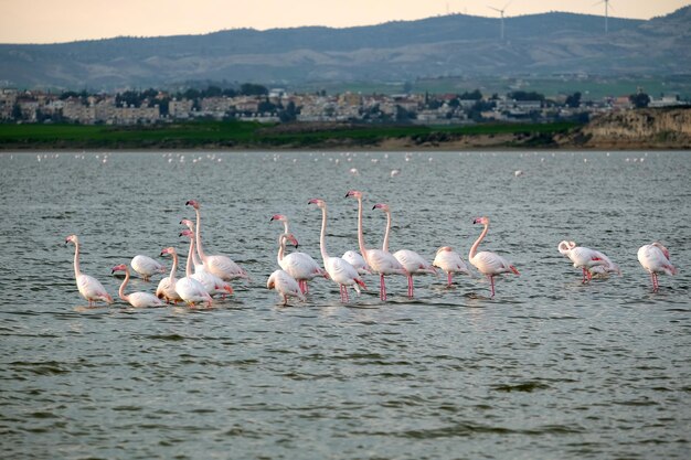 Many pink flamingos feeding in the Salt Lake in Larnaca Cyprus in winter