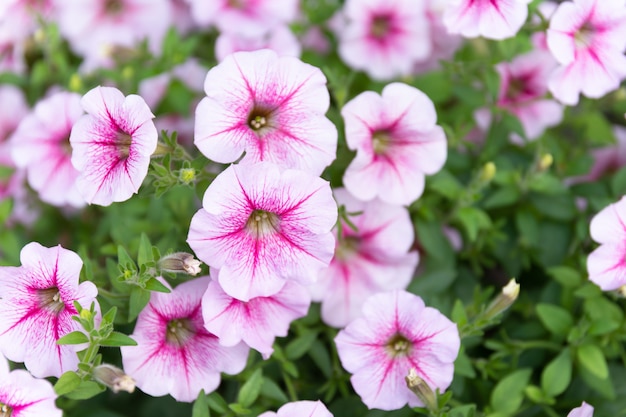 Molti fiori rosa sono in fiore in giardino.