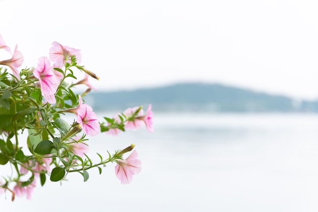 写真 多くのピンクの花が咲き、ブラーの背景は海と山です。