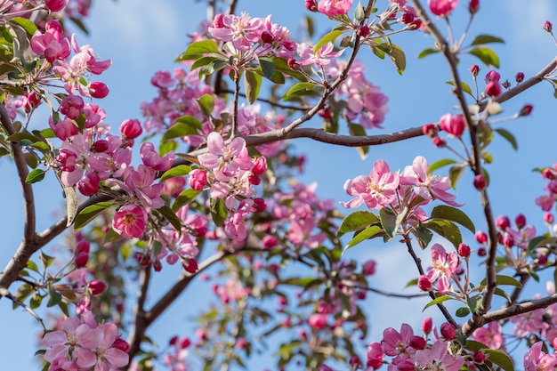 Many pink flowers on blooming branches of fruit trees in garden