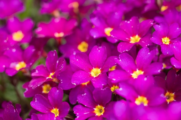 Many pink and purple flowers