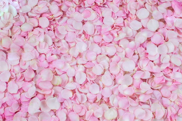 many pink rose petals on the background