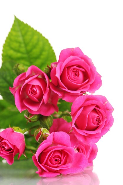 Many pink roses isolated on white