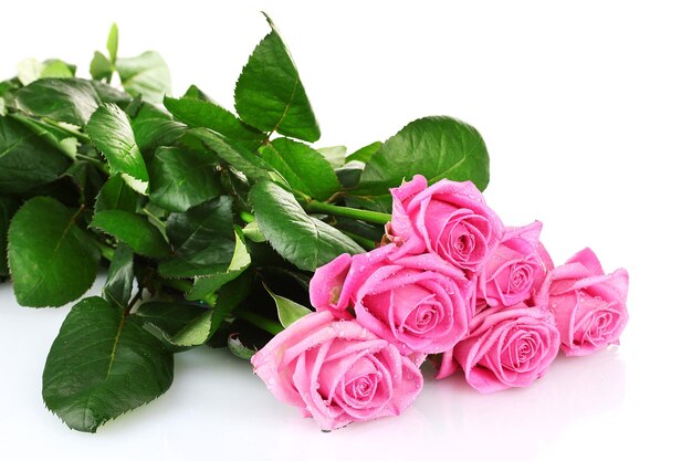 Many pink roses isolated on white