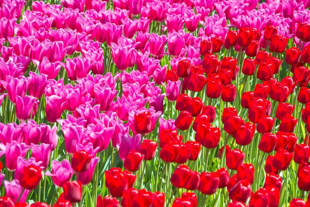 Many pink tulips flowers on the field. Floral texture