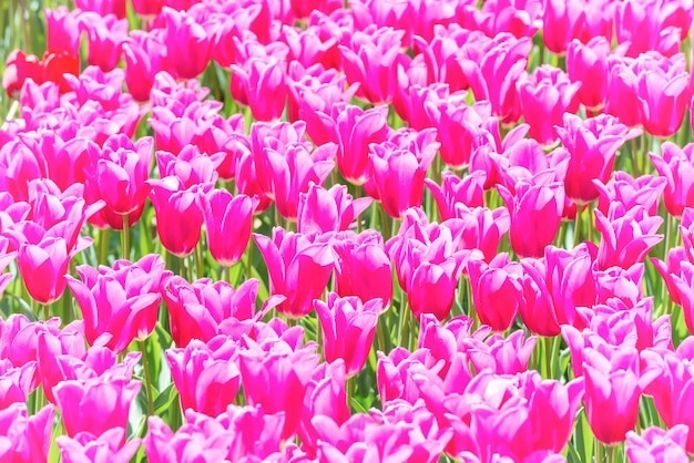 Many pink tulips flowers on the field. Floral texture