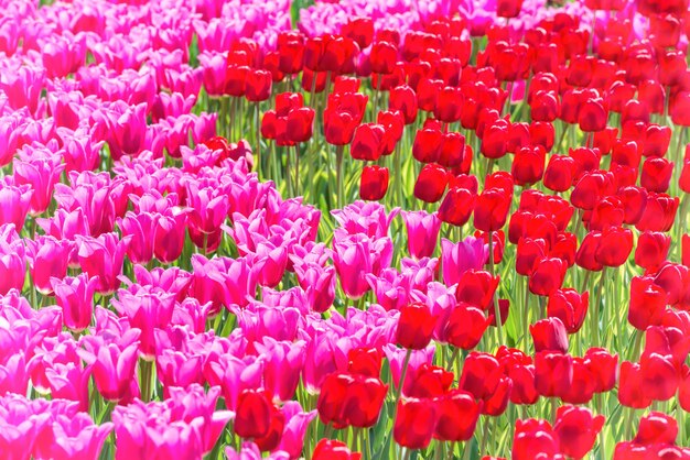 Many pink tulips flowers on the field. Floral texture