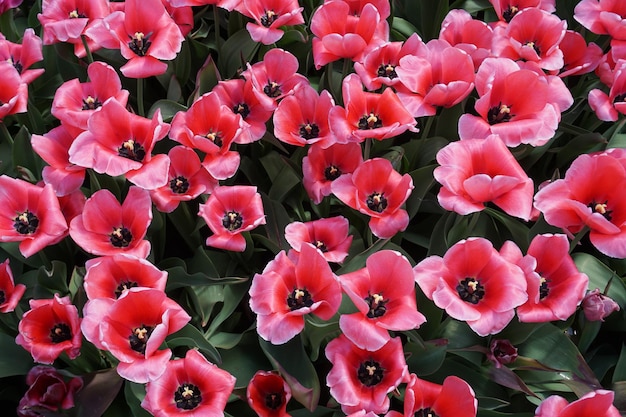 Photo many pink tulips in garden