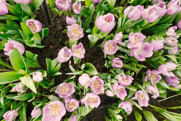 Photo many pink tulips in a greenhouse