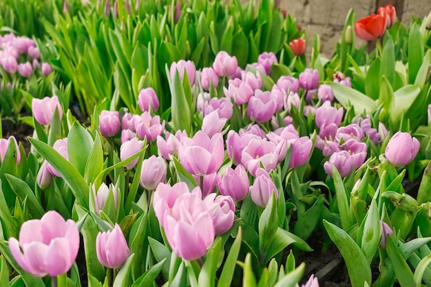 Foto molti tulipani rosa in una serra