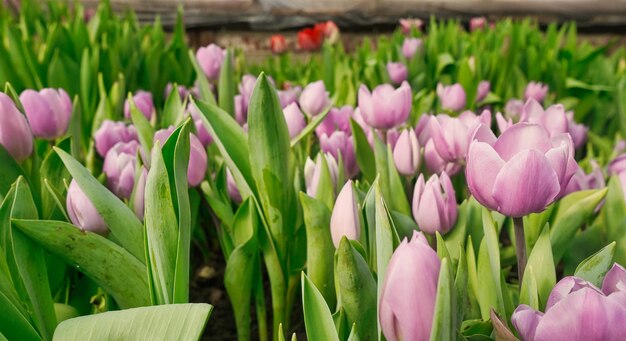 Foto molti tulipani rosa in una serra