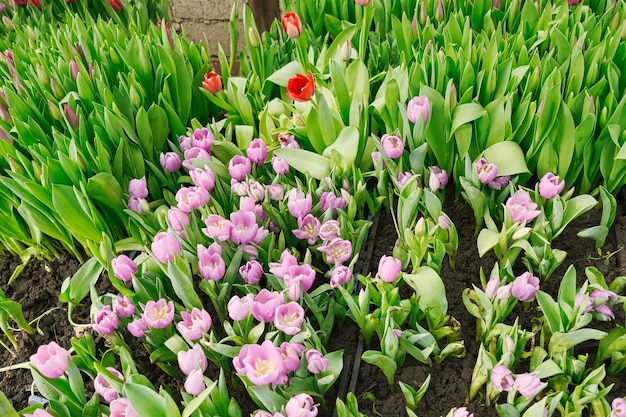 Foto molti tulipani rosa in una serra