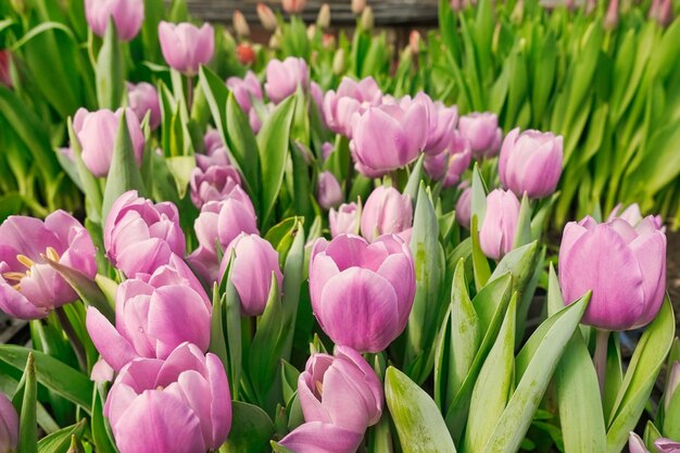 Foto molti tulipani rosa in una serra