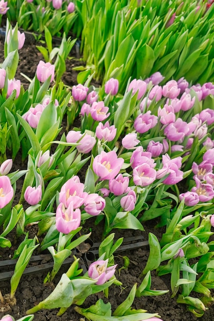 many pink tulips in a greenhouse