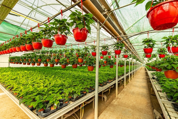 多くのポインセチアの花の植物