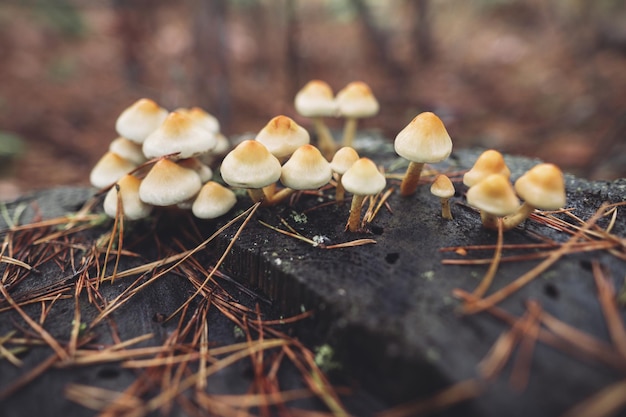 Many poisonous mushrooms grow on tree stumps