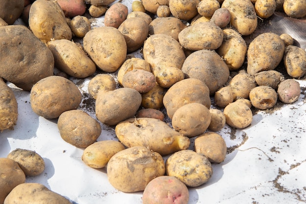 Many potato tubers lie on a white litter ingathering