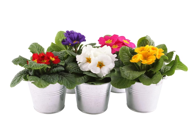 Photo many primrose potted plants