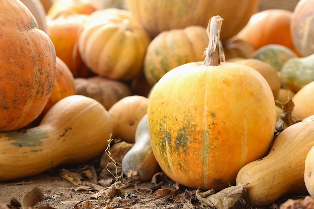 Many pumpkins as autumn background