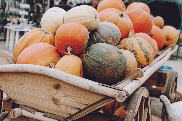 Many pumpkins in wooden cart. Various pumpkins 