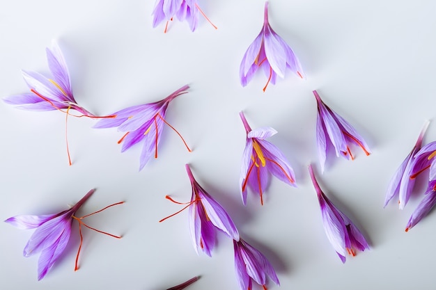 Many purple crocus sativus flowers isolated. The most expensive spice.