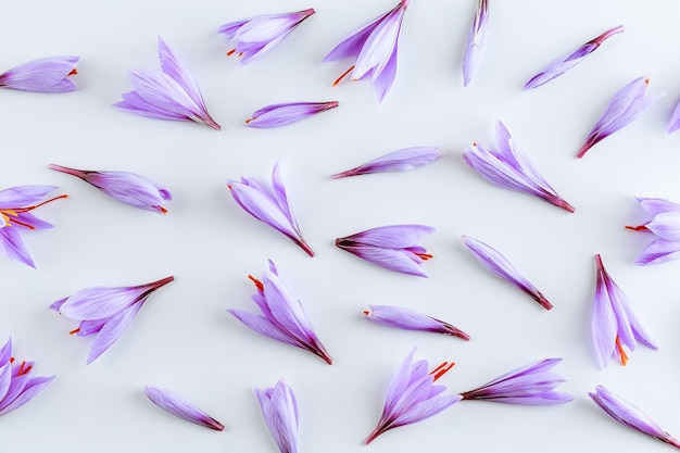 Many purple crocus sativus flowers isolated on white background. The most expensive spice.