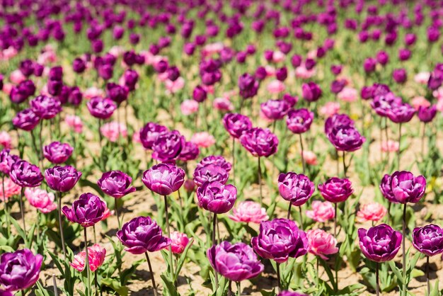 Many purple fresh tulips. flower farm and shop. happy mothers day. womens day concept. 8 of march. spring and summer season. beautiful aroma and scent. concept of allergy. beauty. tulip flower field.