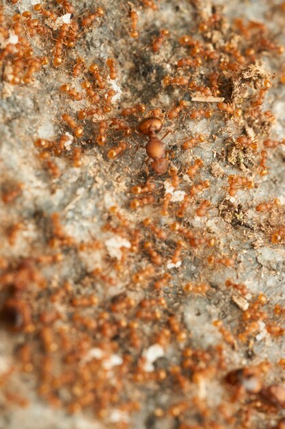 Many red ants on a stone