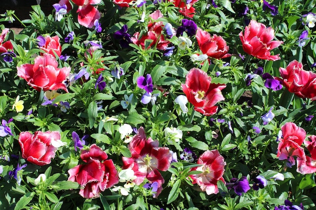 Many red beautiful tulips with blue pansy