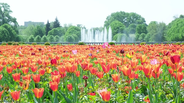 Many red and burgundy tulips sway in the wind in an open space in the park