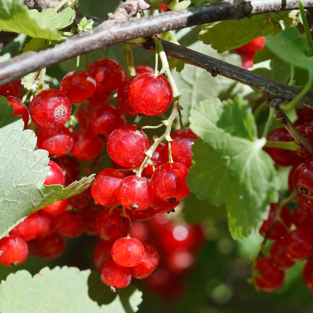 Многие ягоды красной смородины закрываются в зеленом кусте
