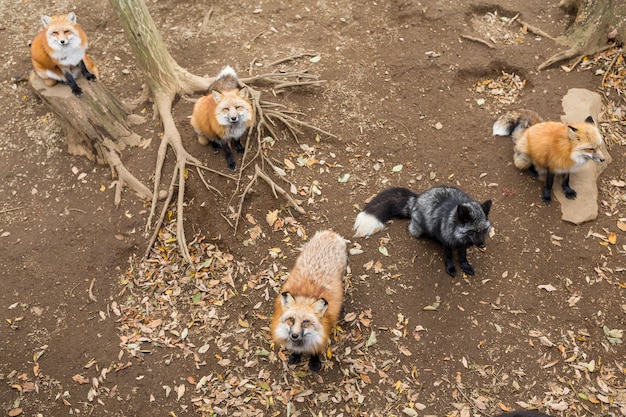 Many red fox looking for food