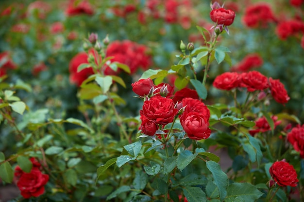 Many red roses in garden