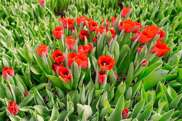 Foto molti tulipani rossi in una serra