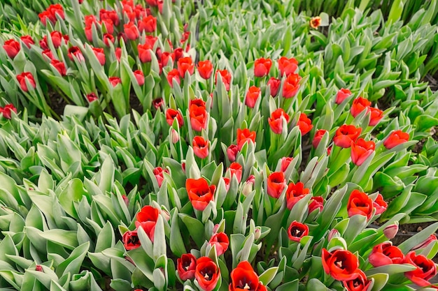 Photo many red tulips in a greenhouse