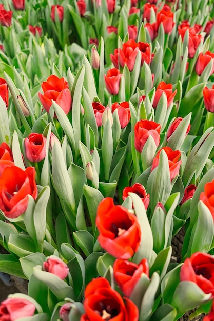 Photo many red tulips in a greenhouse