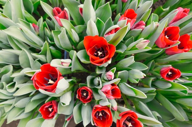 many red tulips in a greenhouse