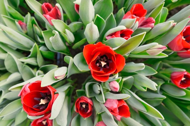Foto molti tulipani rossi in una serra