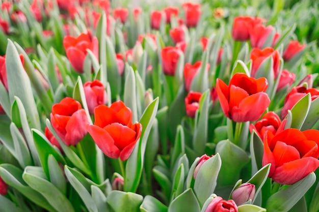 Foto molti tulipani rossi in una serra