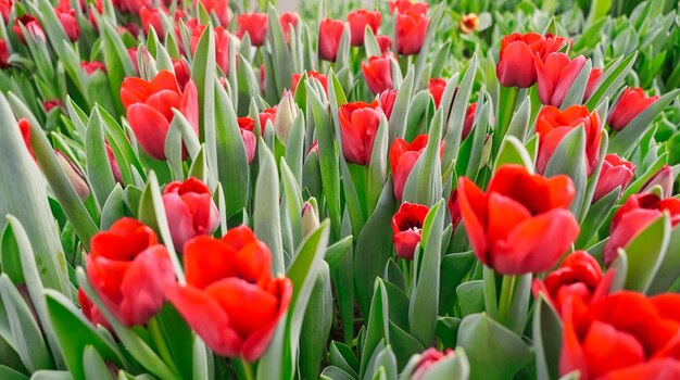 Foto molti tulipani rossi in una serra