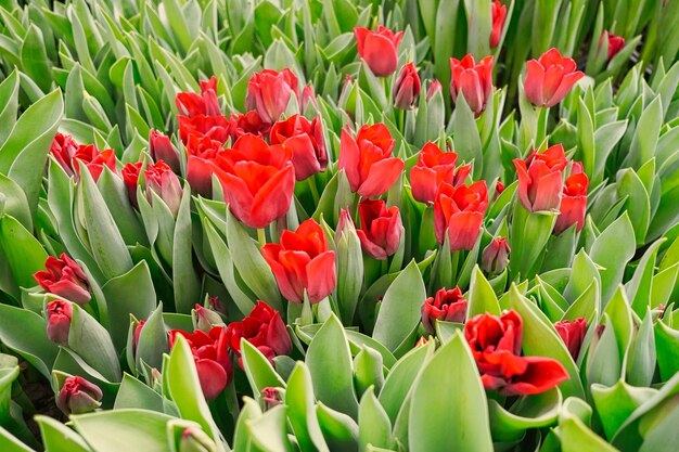 Foto molti tulipani rossi in una serra