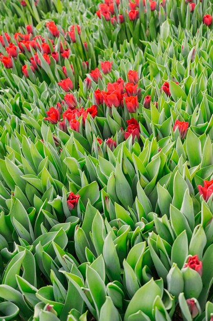 Foto molti tulipani rossi in una serra