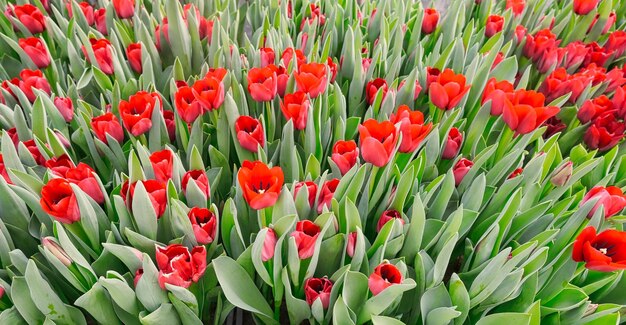 Photo many red tulips in a greenhouse