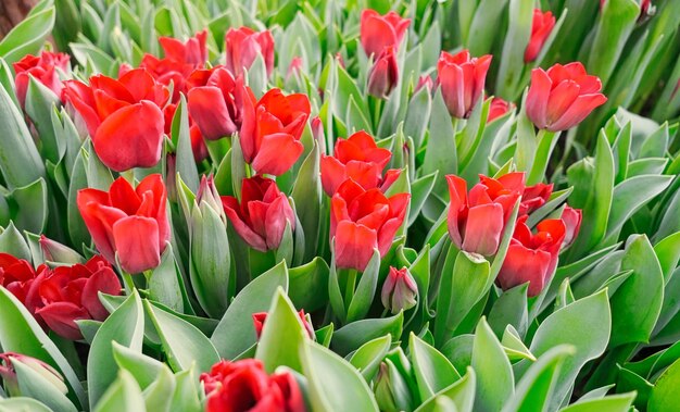 Foto molti tulipani rossi in una serra